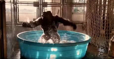 Gorilla dancing to Maniac