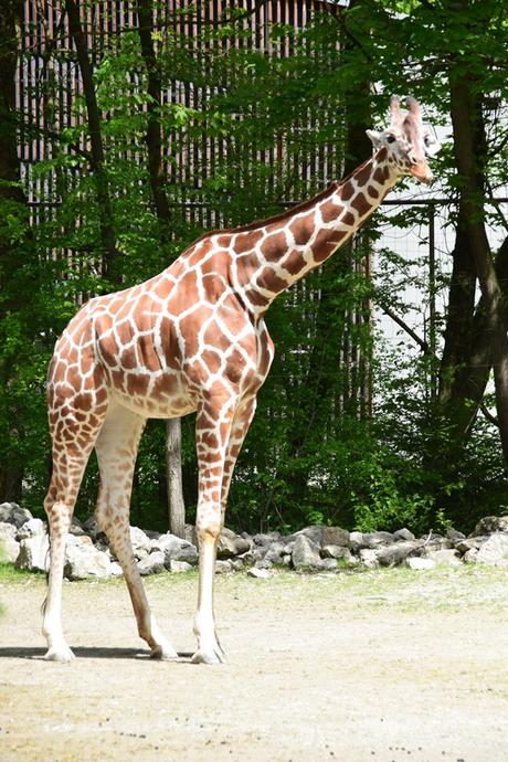 20_Giraffe-Fotosafari-Tierpark-Hellabrunn-Zoo-Muenchen