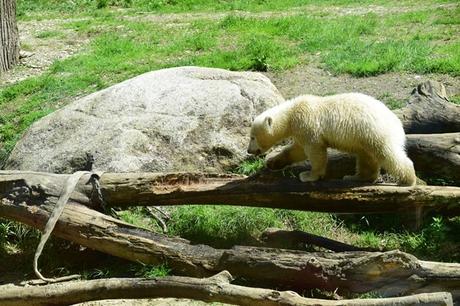 31_Eisbaeren-Baby-Quintana-klettert-Fotosafari-Tierpark-Hellabrunn-Zoo-Muenchen