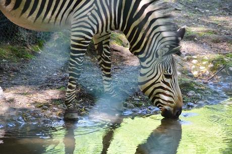 08_Zebra-Fotosafari-Tierpark-Hellabrunn-Zoo-Muenchen