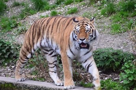 26_Tiger-Fotosafari-Tierpark-Hellabrunn-Zoo-Muenchen