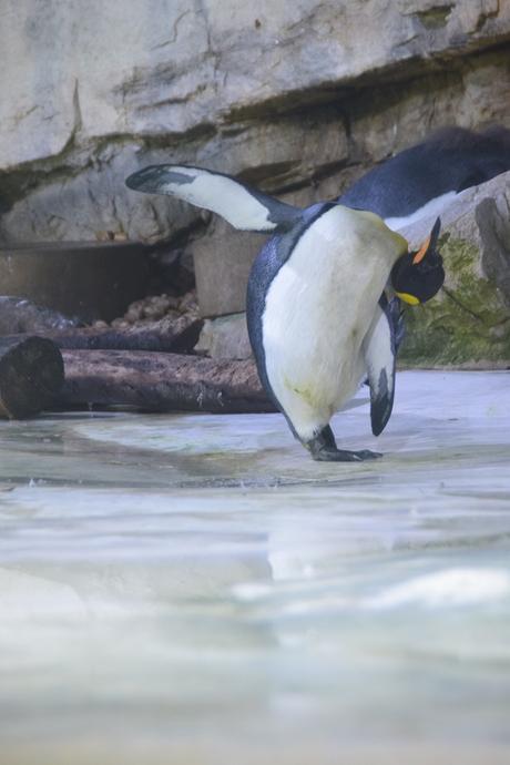 11_Pinguin-Yoga-Fotosafari-Tierpark-Hellabrunn-Zoo-Muenchen