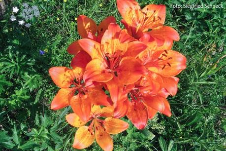 Bild der Woche: Feuerlilie mit 11 Blüten