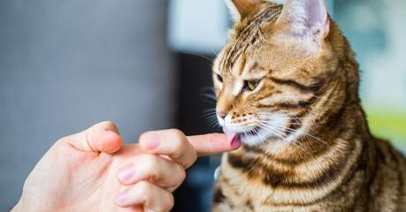 „Meine Katze leckt mich ab!“ – Warum manche Katzen ihre Menschen putzen