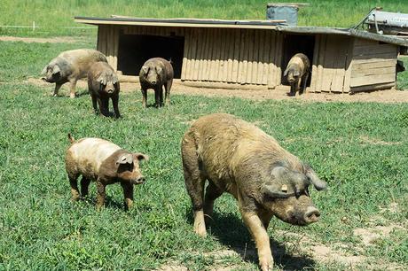 Weideschweine vom Biohof Handl in Allerheiligen