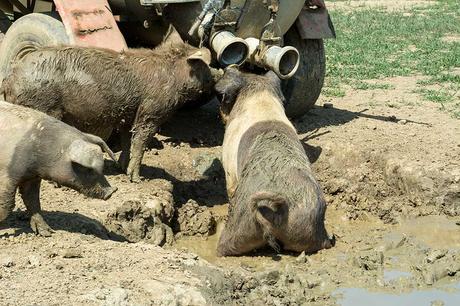 Weideschweine vom Biohof Handl in Allerheiligen