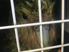 Weitere Nachrichten von den Kakapos