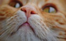 Verstopfung bei Katzen erkennen und handeln + Tipps zur Vorbeugung