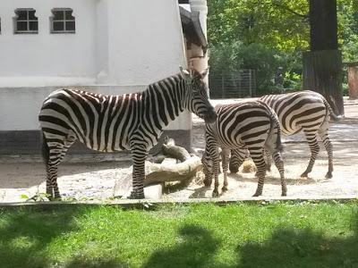 [Aus dem Alltag] Campingurlaub und Besuch im Berliner Zoo