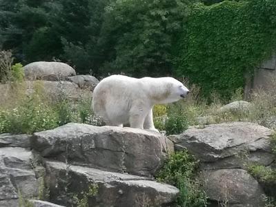[Aus dem Alltag] Campingurlaub und Besuch im Berliner Zoo