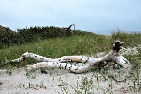 Ostsee mit Kindern // Von Urwald, Strohburgen und Windflüchtern: Jugendherbergstour 2. Station: Born auf dem Darß Ostsee mit Kindern // Von Urwald, Strohburgen und Windflüchtern: Jugendherbergstour 2. Station: Born auf dem Darß