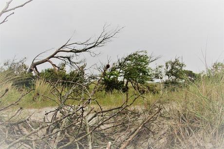 Ostsee mit Kindern // Von Urwald, Strohburgen und Windflüchtern: Jugendherbergstour 2. Station: Born auf dem Darß Ostsee mit Kindern // Von Urwald, Strohburgen und Windflüchtern: Jugendherbergstour 2. Station: Born auf dem Darß