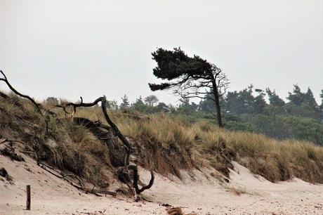 Ostsee mit Kindern // Von Urwald, Strohburgen und Windflüchtern: Jugendherbergstour 2. Station: Born auf dem Darß Ostsee mit Kindern // Von Urwald, Strohburgen und Windflüchtern: Jugendherbergstour 2. Station: Born auf dem Darß