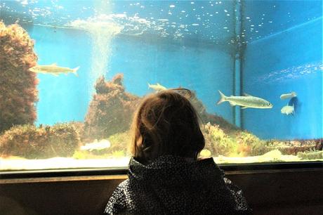 Ostsee mit Kindern // Von Urwald, Strohburgen und Windflüchtern: Jugendherbergstour 2. Station: Born auf dem Darß Ostsee mit Kindern // Von Urwald, Strohburgen und Windflüchtern: Jugendherbergstour 2. Station: Born auf dem Darß