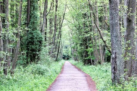 Ostsee mit Kindern // Von Urwald, Strohburgen und Windflüchtern: Jugendherbergstour 2. Station: Born auf dem Darß Ostsee mit Kindern // Von Urwald, Strohburgen und Windflüchtern: Jugendherbergstour 2. Station: Born auf dem Darß