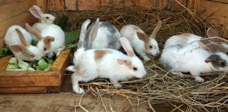Kaninchenfarbe Madagaskar