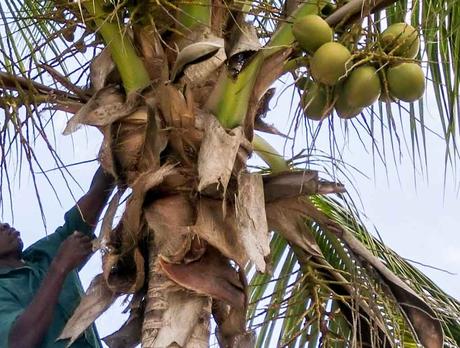 Kuriose Feiertage 2. September Internationaler Tag der Kokosnuss – World Coconut Day 2017 Diemtar Giese-1