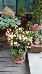 Oleander – Rosenlorbeer