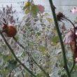 Wunder Spinnennetz