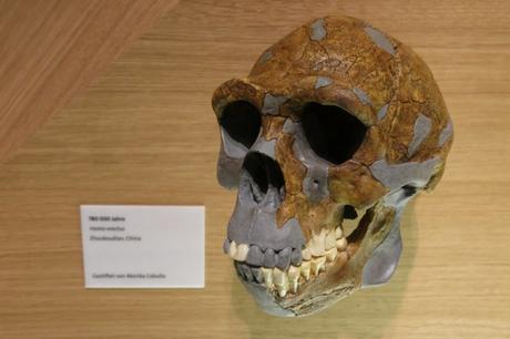 Ausflugstipp zu Halloween: Das Neanderthal Museum in Mettmann