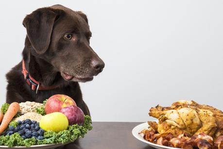 Welches Ernährungskonzept ist DAS richtige für Hunde?