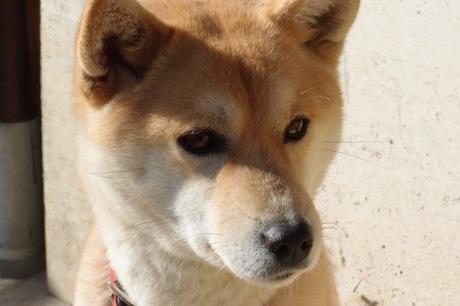 Shiba Inu: japanischer Hund und treuer Vierbeiner