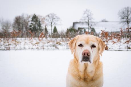 Schneefotos von meiner Labradorhündin Wilma