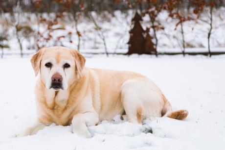Schneefotos von meiner Labradorhündin Wilma