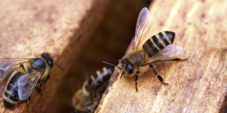 Bienenweide – Garten bienenfreundlich gestalten Bienenwiese Garten bienenfreundlich gestalten mit Vergissmeinnicht