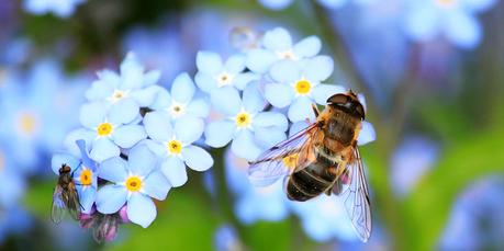 Bienenweide – Garten bienenfreundlich gestalten Bienenwiese Garten bienenfreundlich gestalten mit Vergissmeinnicht
