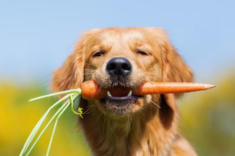 Vegetarische Hundeernährung – geht das?