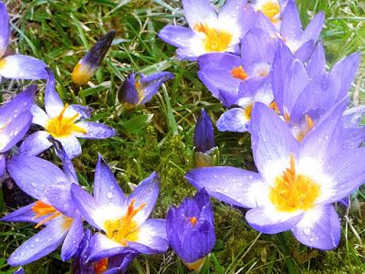 Frühlingsblumen und ihre Symbolik