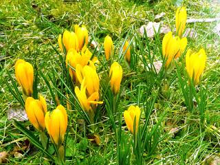 Frühlingsblumen und ihre Symbolik