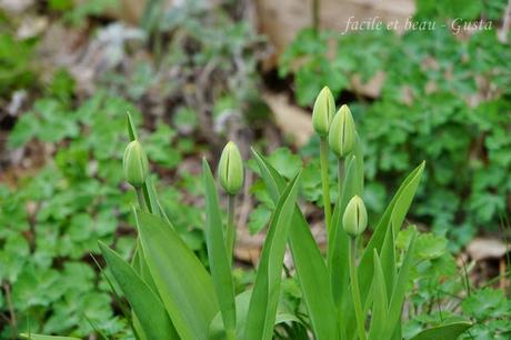 Frühling vor der Haustür Frühling vor der Haustür