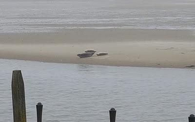 Robben auf einer Sandbank