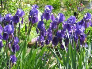 IIris Loslassen und Transformieren durch Niederschreiben