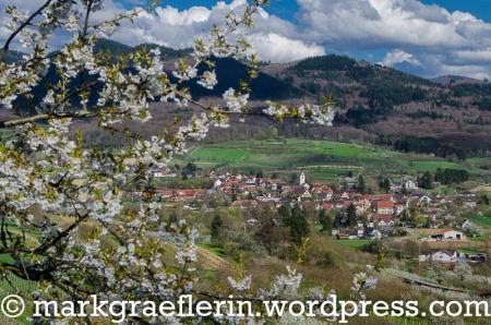 Markgräflerland: Impressionen von der Kirschblüte im Eggenertal – 13. April 2018