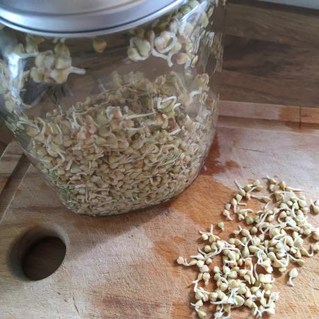 Buchweizen keimen + Buchweizen Müsli Rezept Buchweizenkeime Buchweizen keimen Buchweizen Müsli Rezept