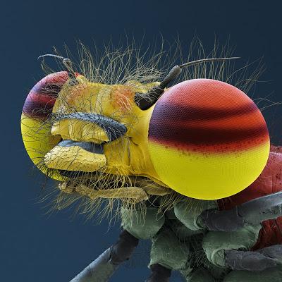# 155 - Wandlungskünstler - Insekten unter dem Mikroskop