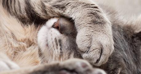 Katze erkältet – So wird sie schnell wieder gesund
