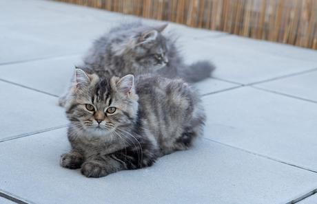 Luna und Peppa – unsere Sibirischen Waldkatzen