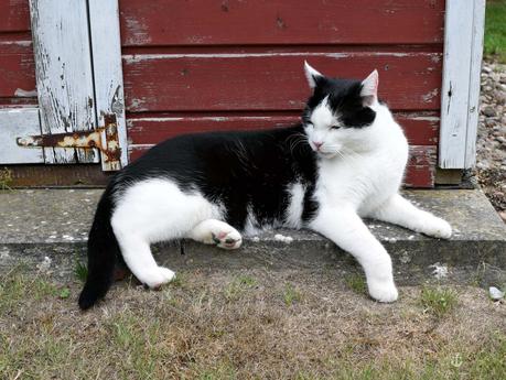 Kimono Style mit Streifen Kimono Style mit Streifen