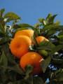 Orangenbaum in Soller