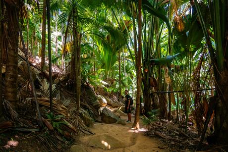 Der Weg durch den Palmen-Dschungel im Fond Ferdinand Park