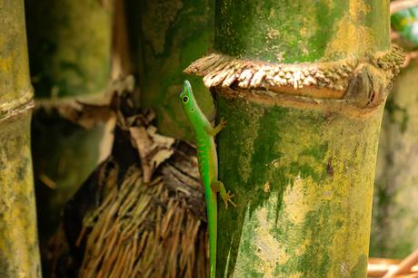 Ein grüner Gecko an Bambus im Park