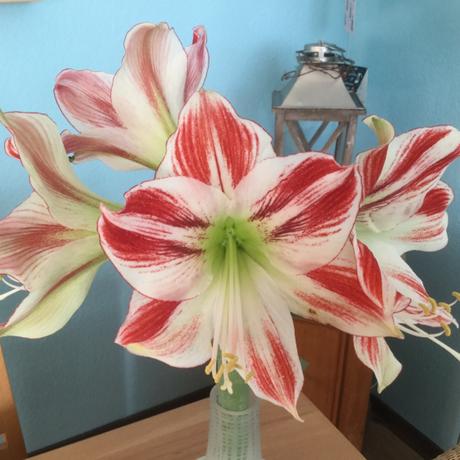 Friday-Flowerday – oder – Amaryllis: weiß und rot