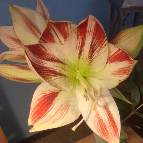 Friday-Flowerday – oder – Amaryllis: weiß und rot