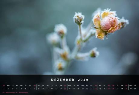 Mein Kalender 2019 Blütenpracht