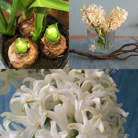Friday-Flowerday – oder –  Von Hyazinthen, die zu Schnittblumen wurden und einer Ranunkel-Solistin