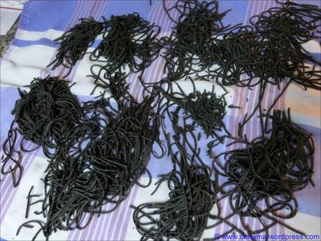 Chitarra nera mit Tintenfisch in pikanter Tomatensauce Chitarra nera mit Tintenfisch in pikanter Tomatensauce